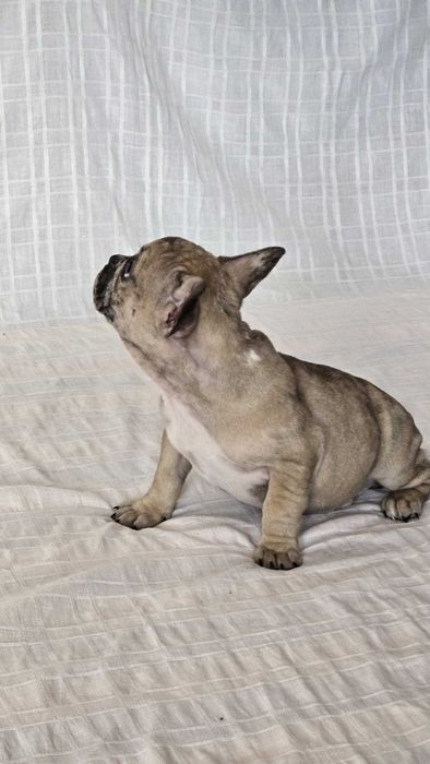 Bulldog francês   nascido a 15/9/2025