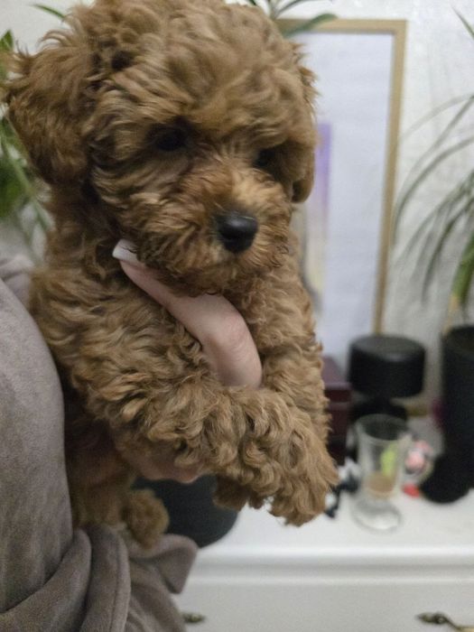 Міні цуценя мальтипу, той пуделя