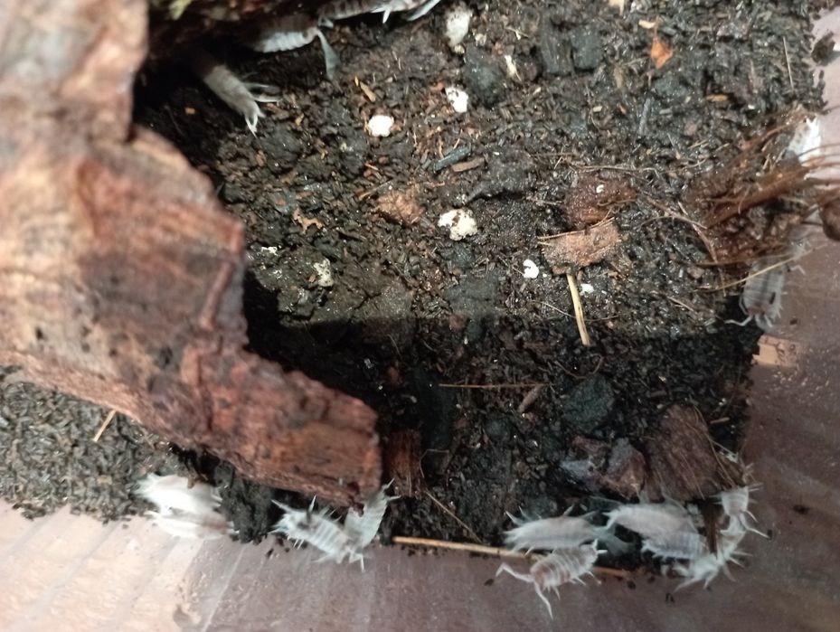 Prosionki porcellionides Red koi pruinosus