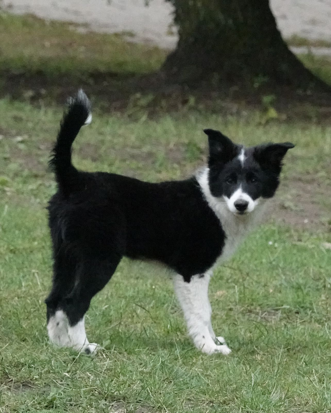 Border Collie piesek czarno-biały, 4 miesiące