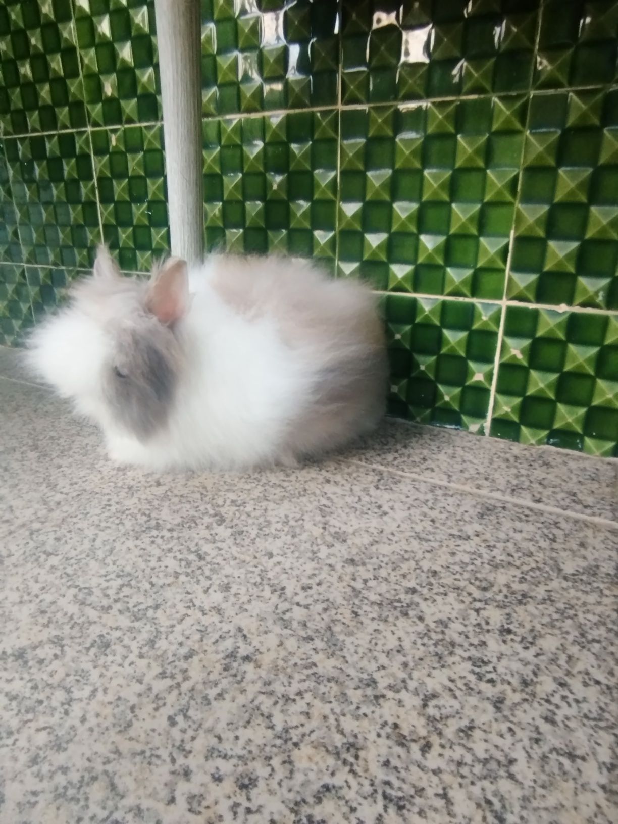 Coelho teddy dwerg vacinada
