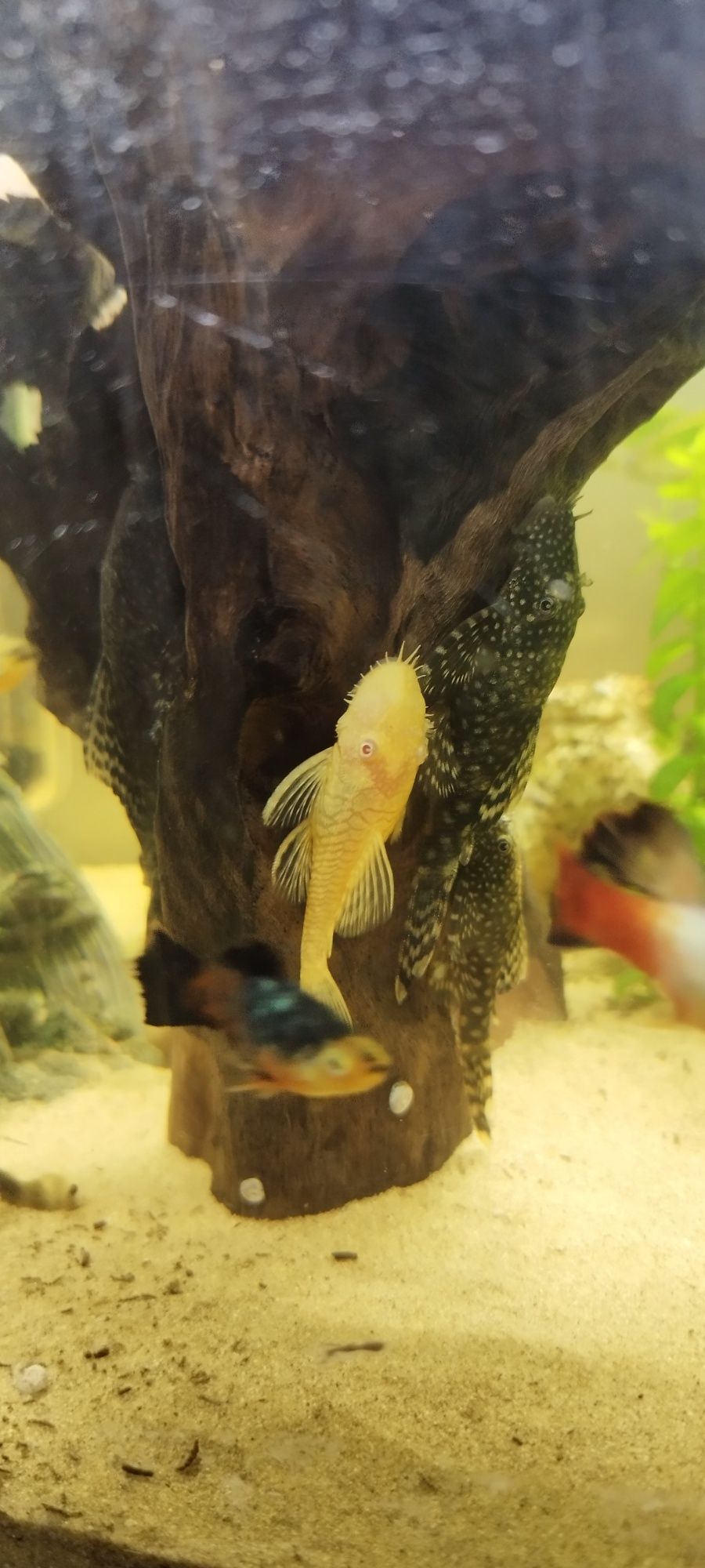 Ancistrus tamanhos diversos