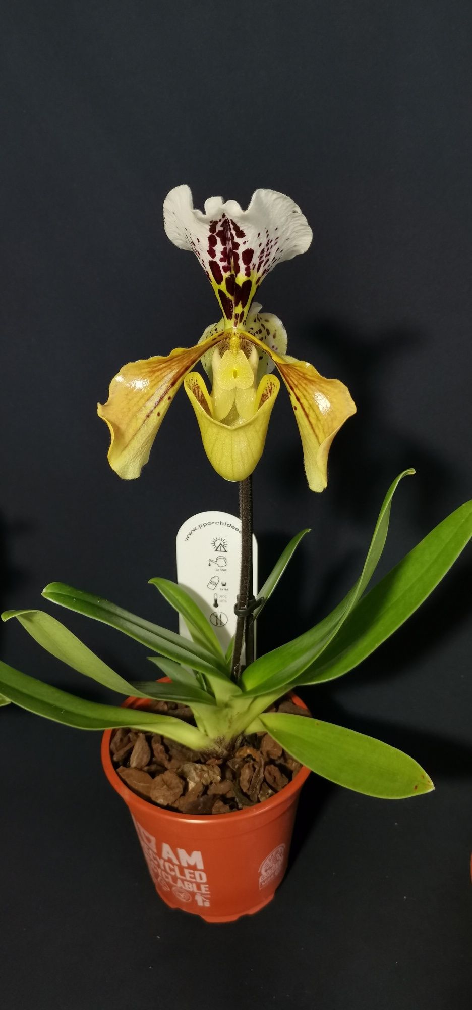 Paph. American Hybride по гарній ціні
Paph. American Hybride 
На 2 роз