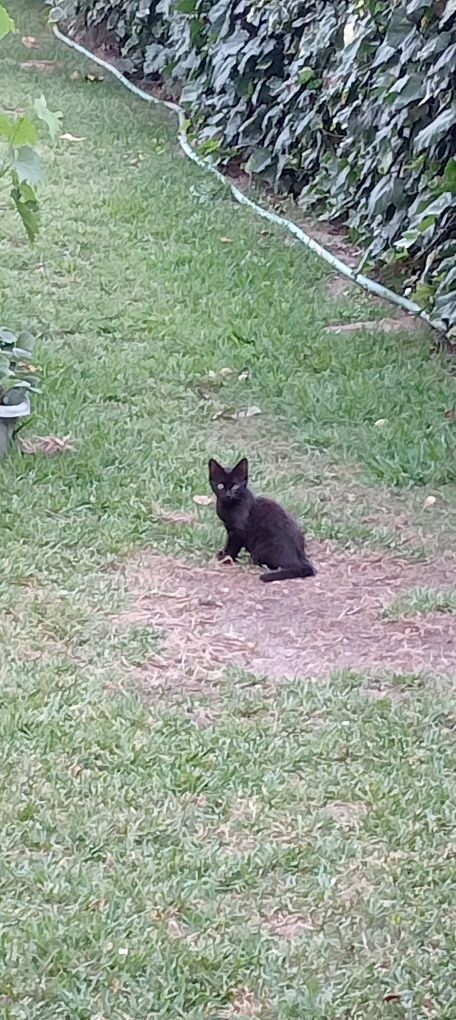 Doam-se gatos para adoção