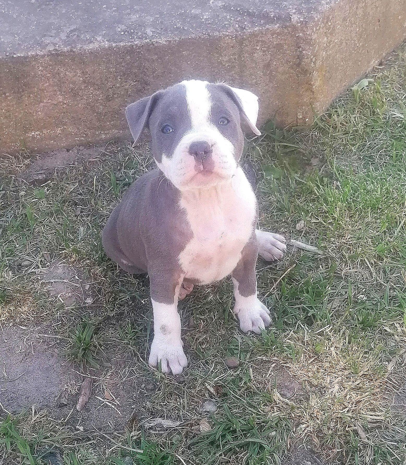 American staffordshire terrier-blue