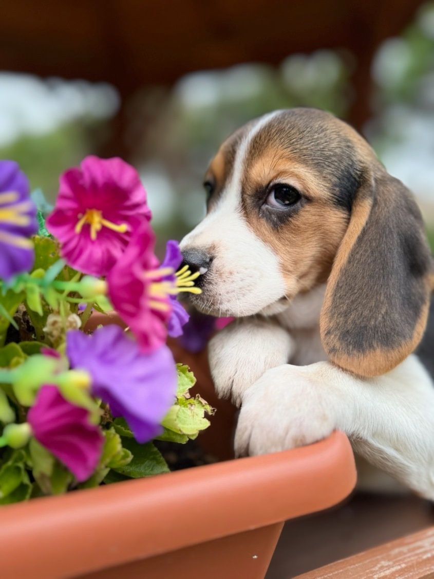 Cudowna Beagle sunia z rodowodem wielopokoleniowym