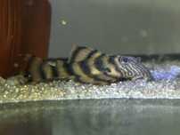 L397 Alenquer Tiger Pleco