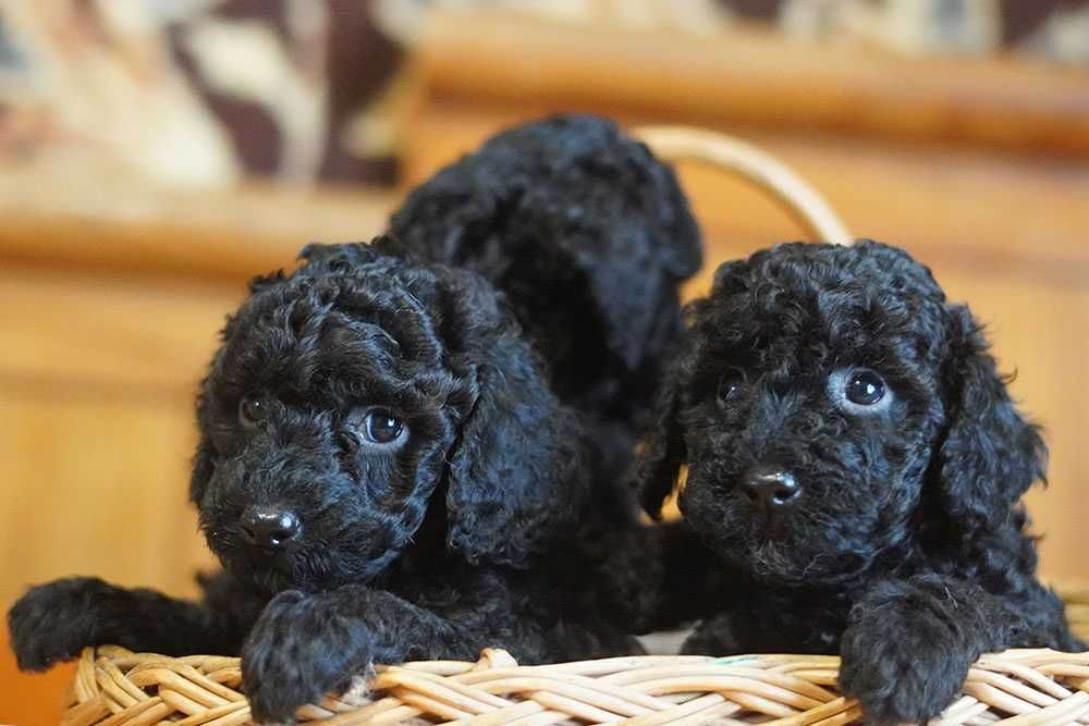 Цуценята малого пуделя