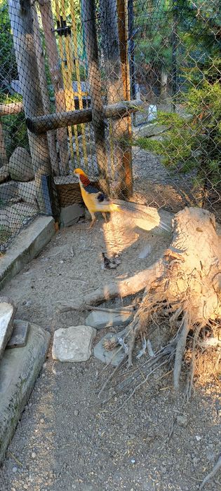 Bażant złoty/bananowy