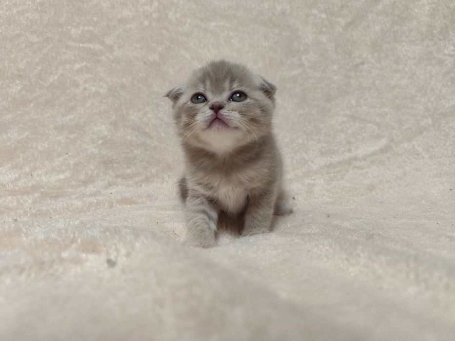 Кошенята Scottish fold/ striaht.