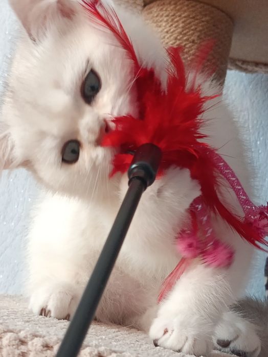 Плюшеве кошенятко