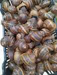 Vendo caracóis grandes só aceito encomendas por chamada