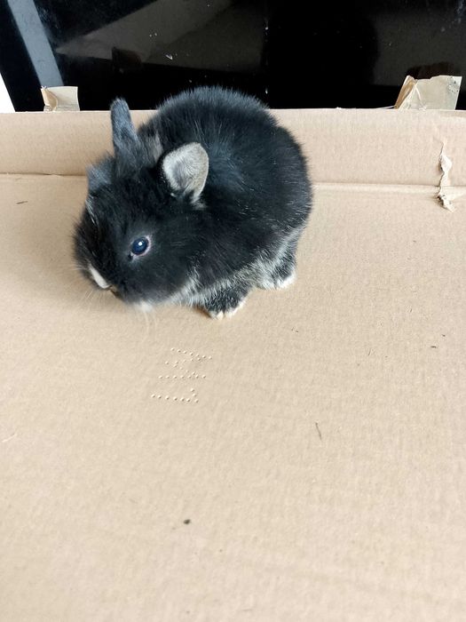 Króliczki miniaturki