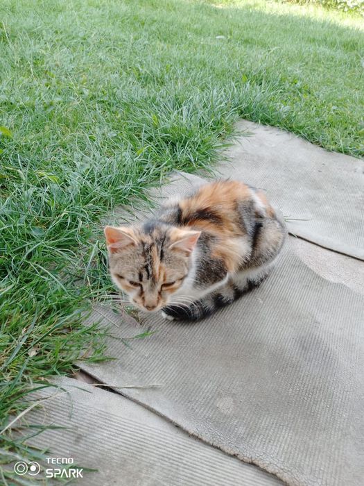 Киця, кішка ,  6 міс віддам