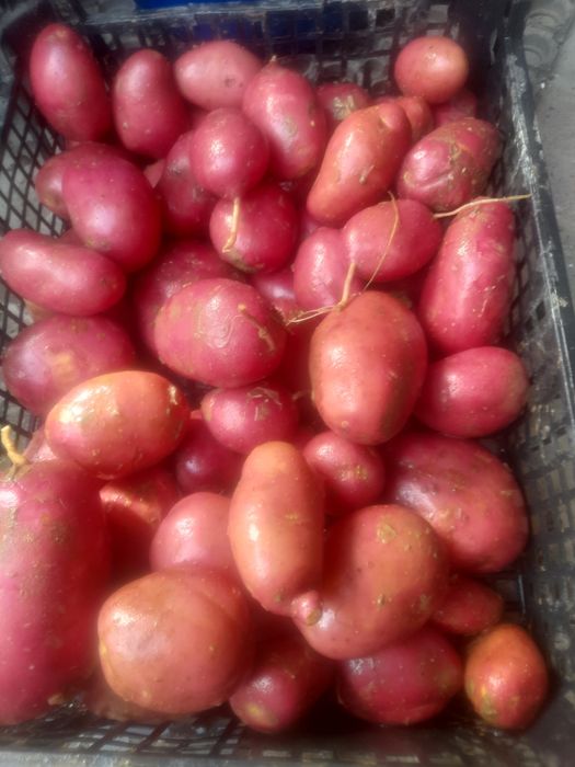Ziemniaki naturalne bez nawozow