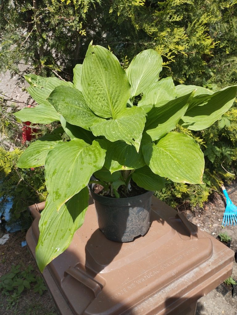 Funkia hosta roślina ogrodowa