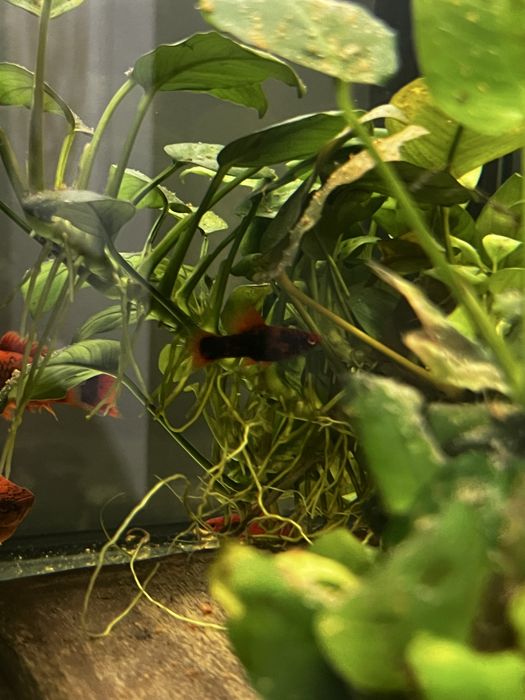 Sprzedam samce marble alfa i red ruby