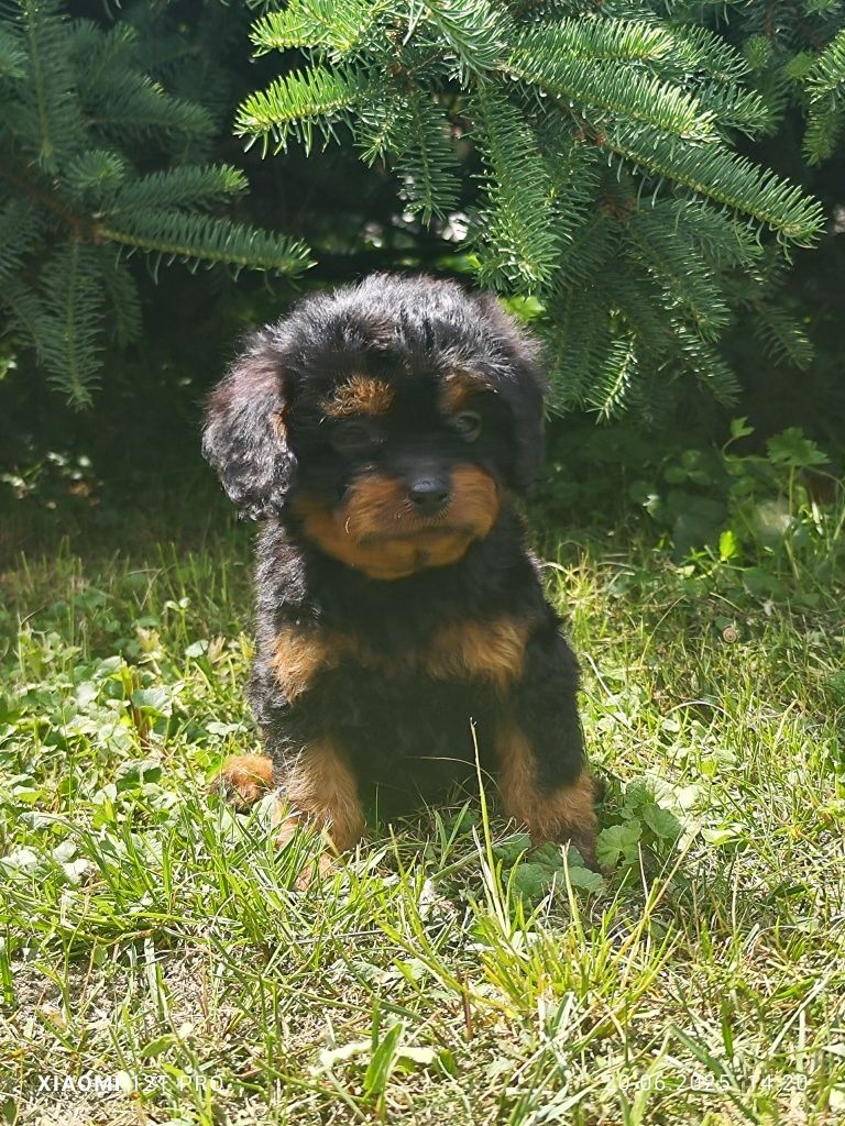 Cavapoo cudowny szczeniak