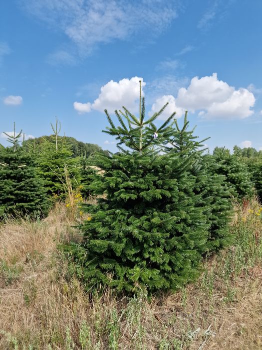 Jodła Kaukaska plantacja Dania