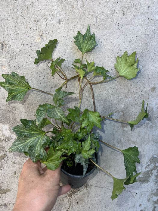 Плющ, саджанці сортових плющів