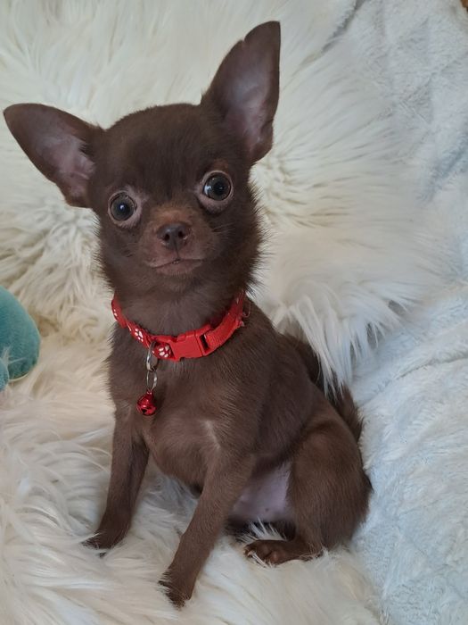 **X-MAN**chihuahua piesek xxs-1.40 choco gotowy do zmiany opiekuna