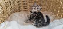 Kotka Szkocka zwisłoucha Silver Tabby