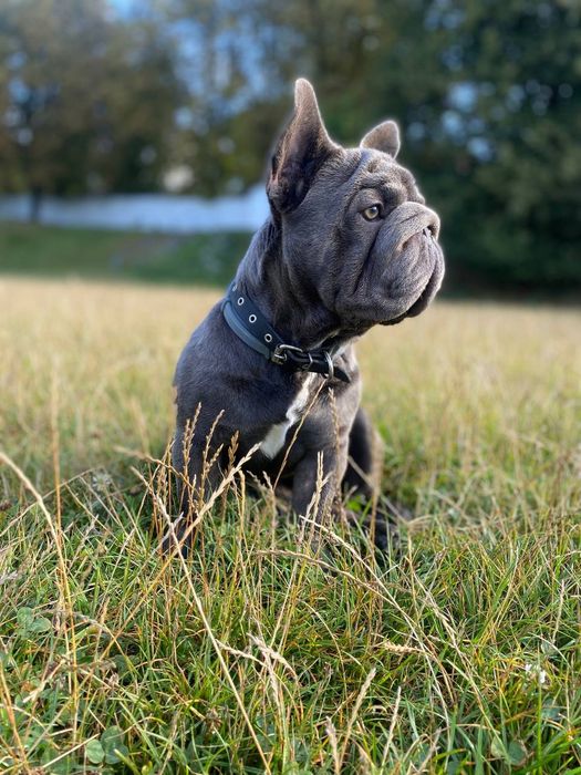 В'язка, Французький бульдог Біг Роп
