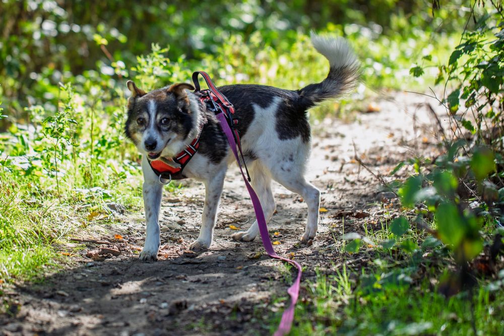 Tołdi – wesoły, bezkonfliktowy psiak szuka domu!  Adopcja