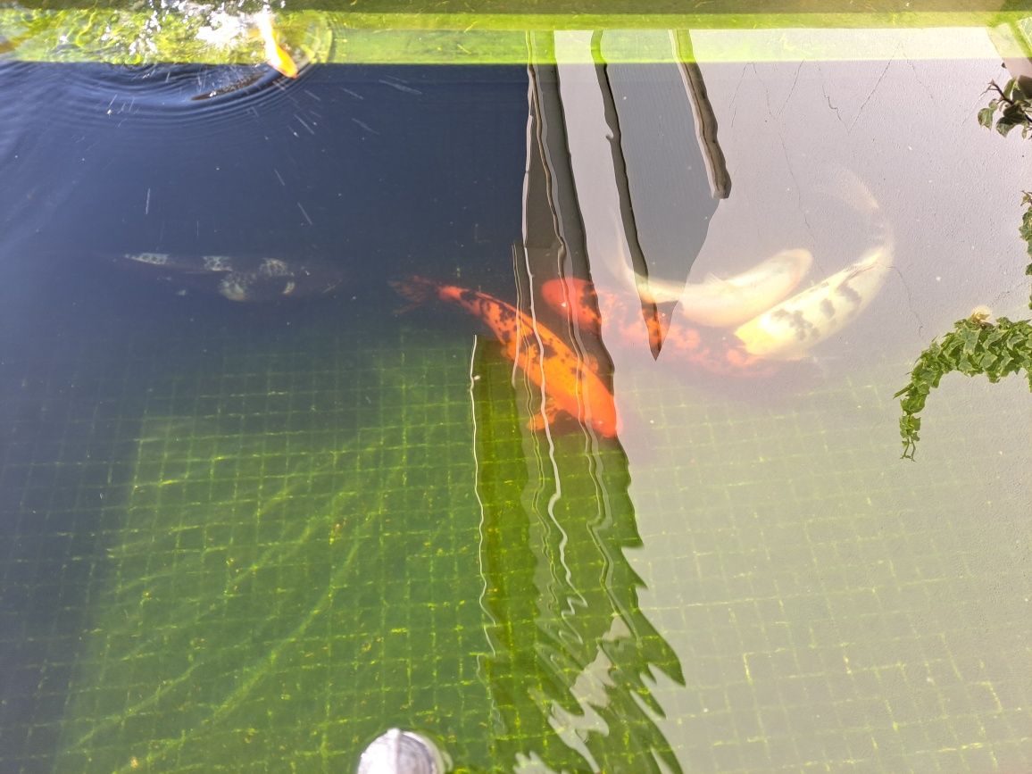 Peixes de Lagoa (5)