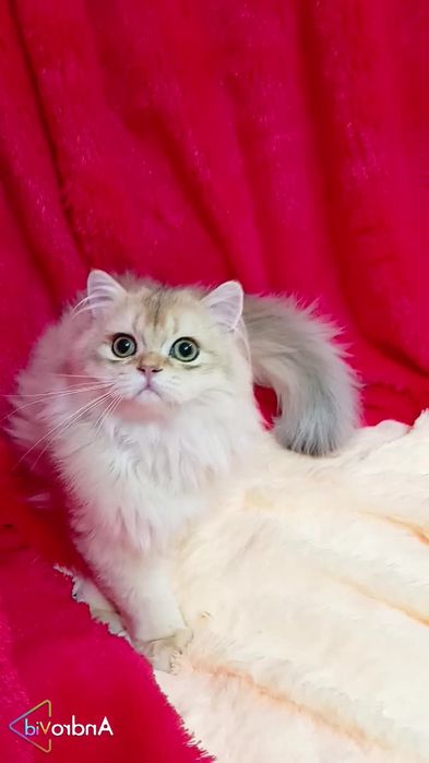 Неймовірно ніжний котик як дівчинка. Золота шиншила Хайленд