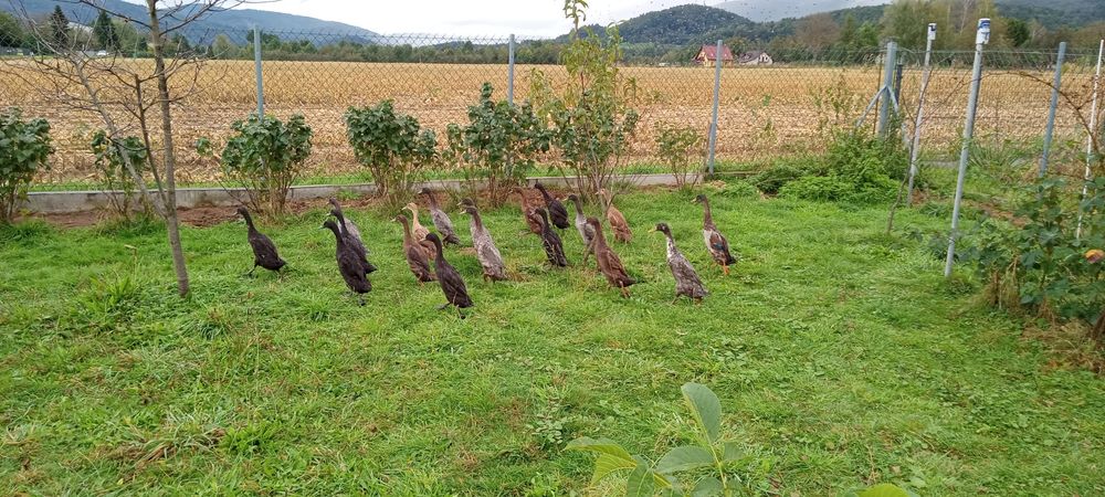 Biegus indyjski wyprzedaż stada