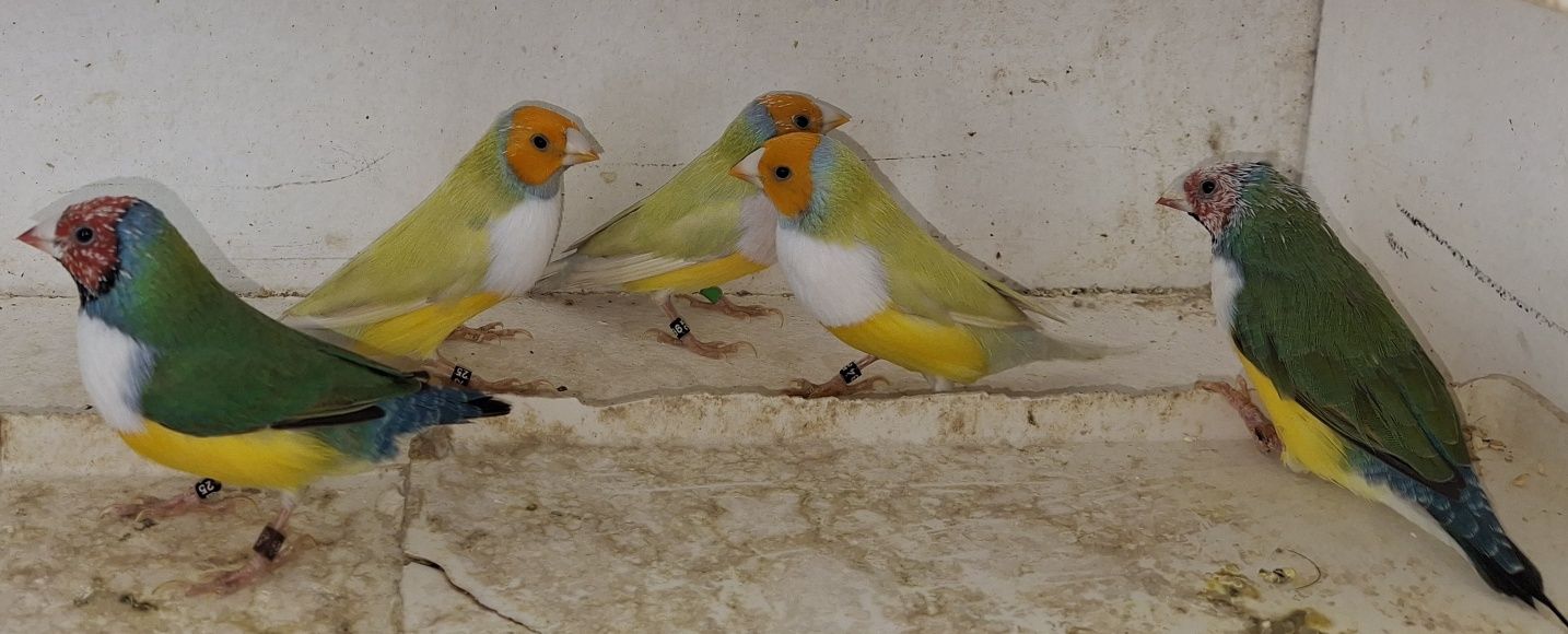 Diamantes de gould para cedência