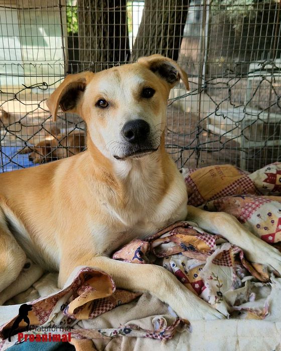 MANCHINHAS - Cãozinho jovem para Adoção!