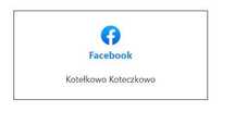 Koty do adopcji z azylu