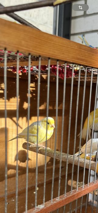 Клетки для канареек и …