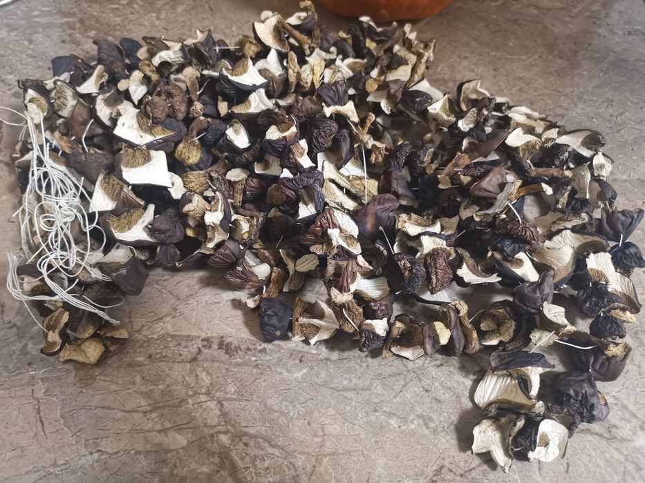 Suszone, pachnące podgrzybki z Puszczy Bydgoskiej