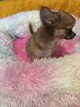 Chihuahua piesek