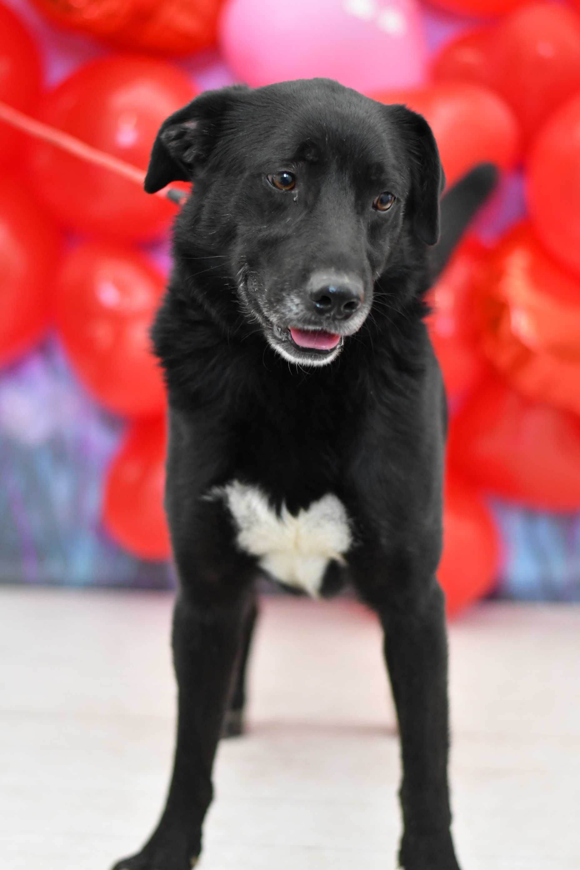 Lobo w typie labradora do adopcji!