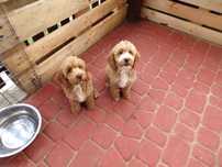 Cockapoo F1 , piękny piesek złoto- biały