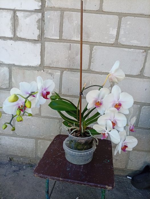 Продам орхідеї срочно