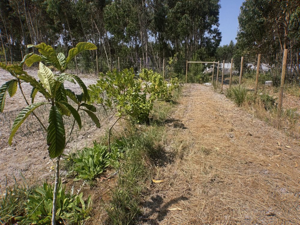 TERRENO para construção com PROJETO APROVADO - A 5min de SANTA CRUZ