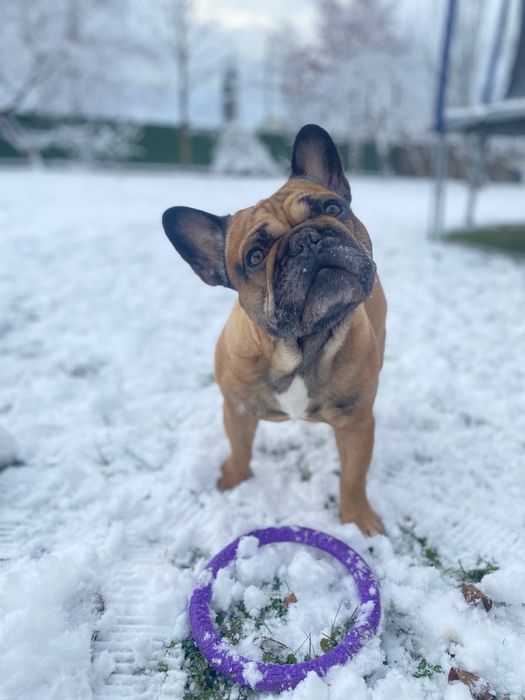 В’язка французький бульдог