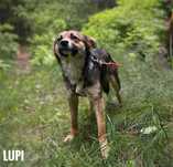 10 miesiecy 10 kg Lupi łagodny adopcja za darmo oddam