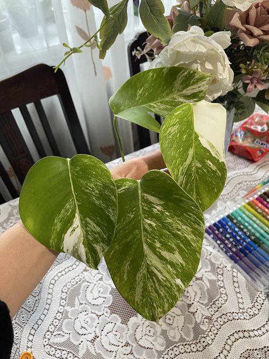 Monstera variegata duza roslina varie green white philodendron