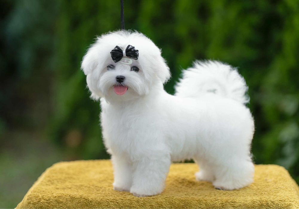 Maltańczyk FCI/ZKwP