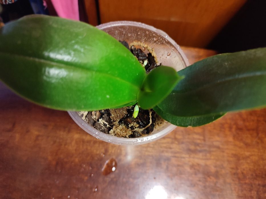 Орхидея пелор- трилипс Trying Shin Smart отцвела.