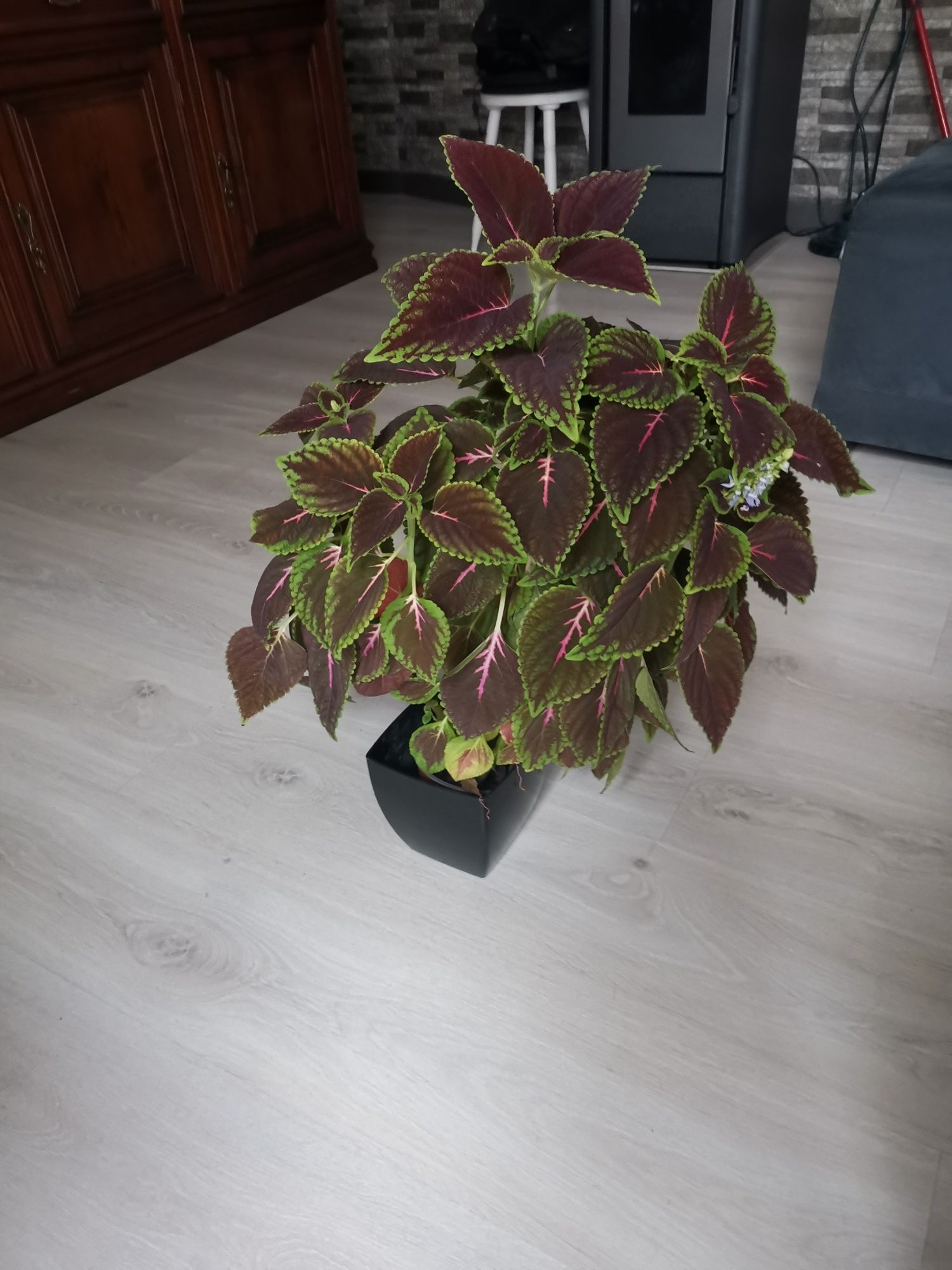 Planta grande, viçosa