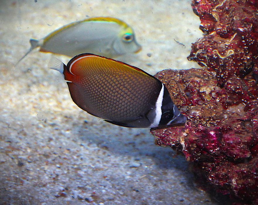 Chaetodon collare. Morskie