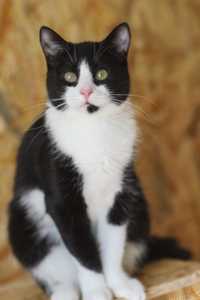 Вива, особенная кошка, прекрасный характер 11 месяцев котенок