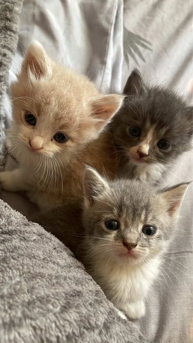 Кошенята Безкоштовно